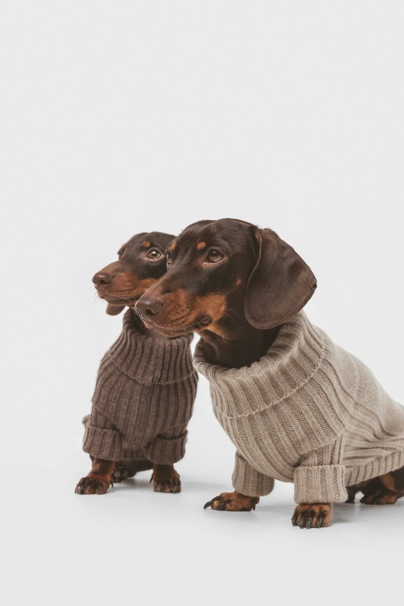 Sand | Pull pour chien sable - intemporel - Jean - Poil - XS