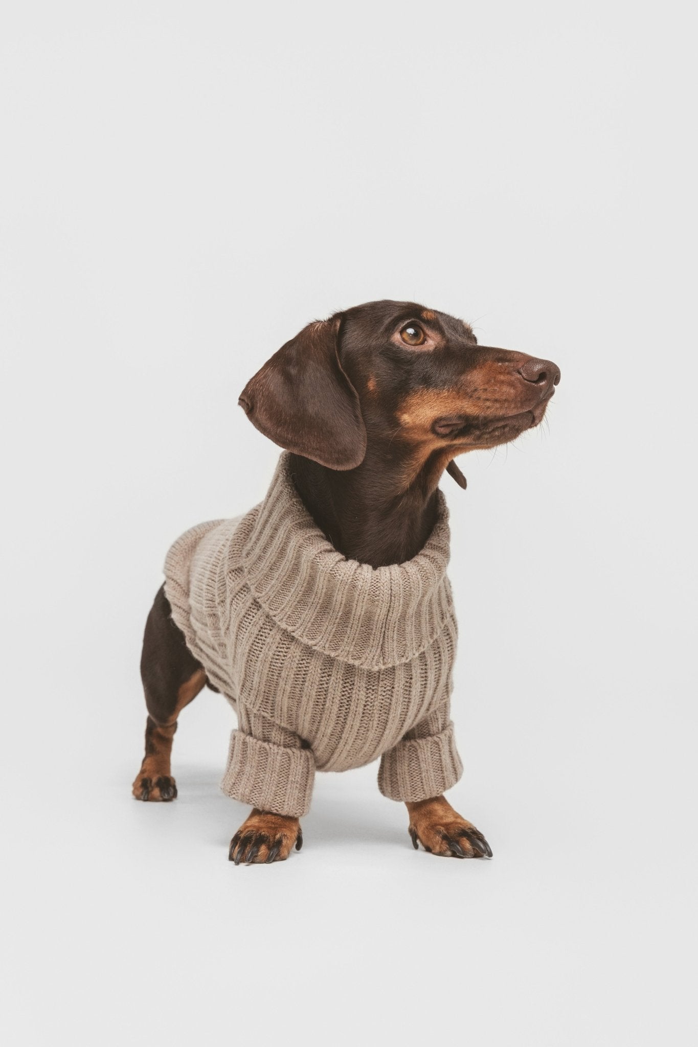Sand | Pull pour chien sable - intemporel - Jean - Poil - XS