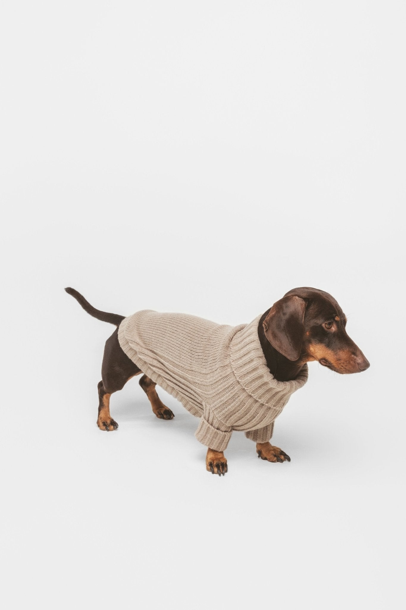 Sand | Pull pour chien sable - intemporel - Jean - Poil - XS