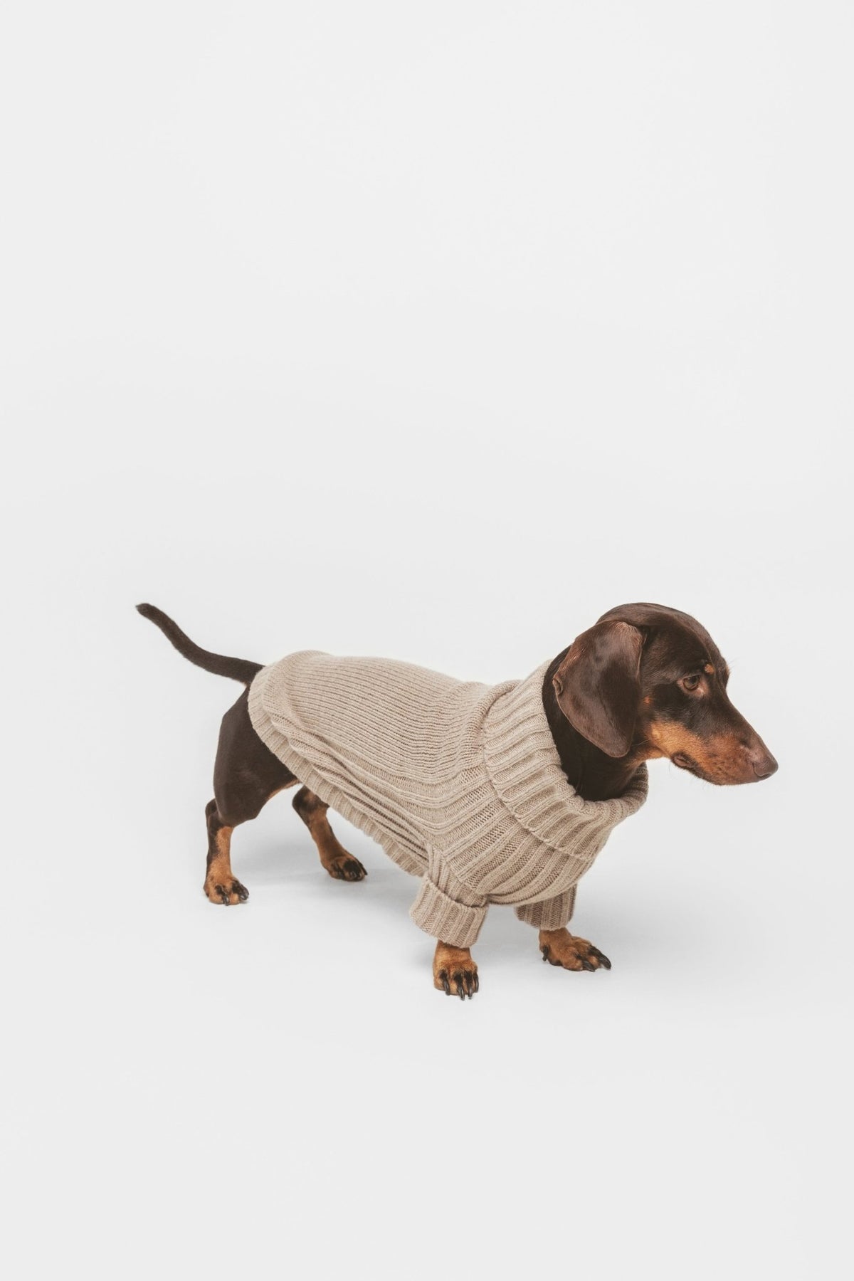 Sand | Pull pour chien sable - intemporel - Jean - Poil - XS