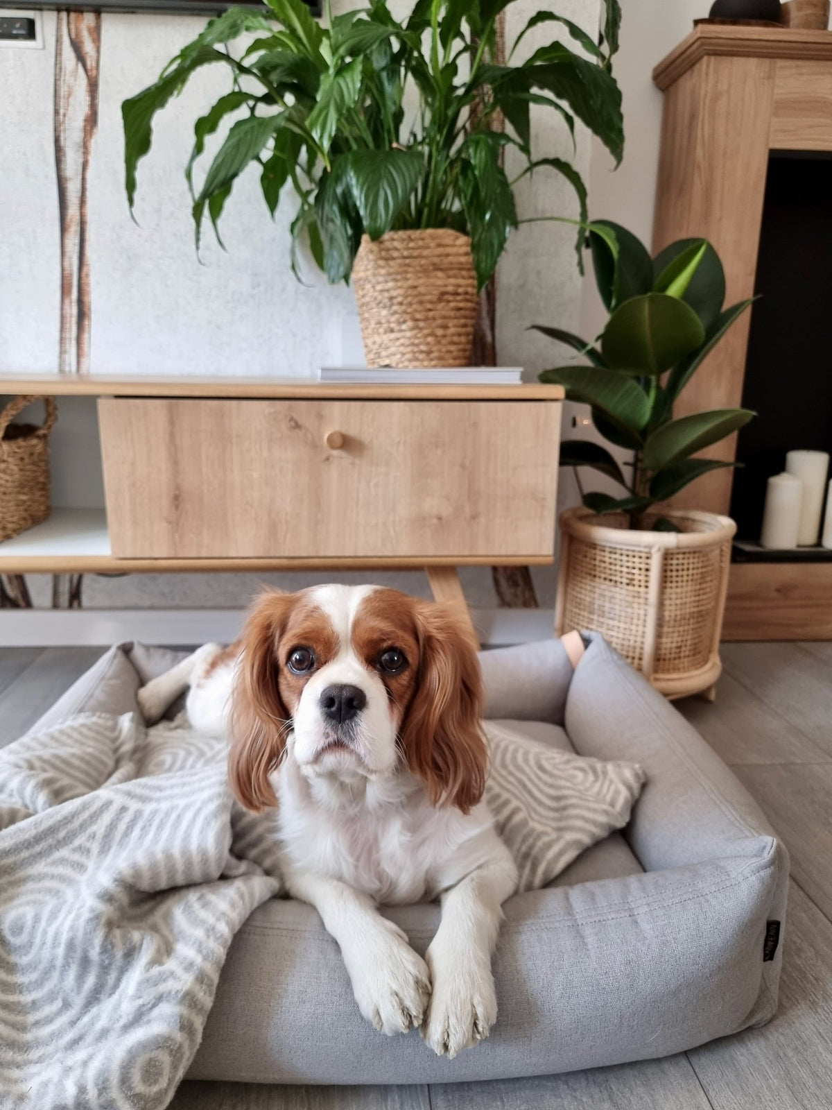 Shapes | Couverture design graphique en coton pour chien et chat - Jean - Poil - Otsa