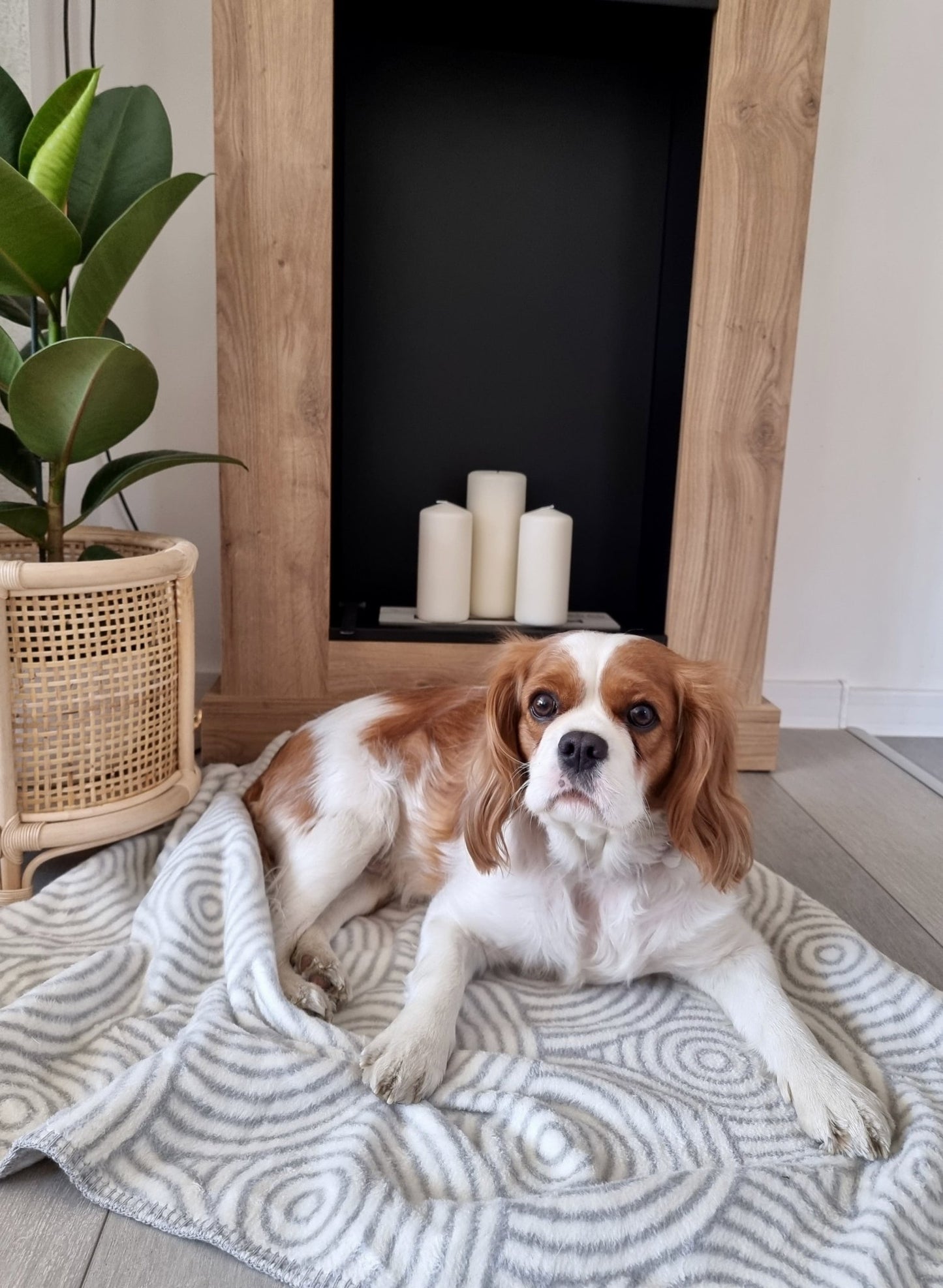 Shapes | Couverture design graphique en coton pour chien et chat - Jean - Poil - Otsa