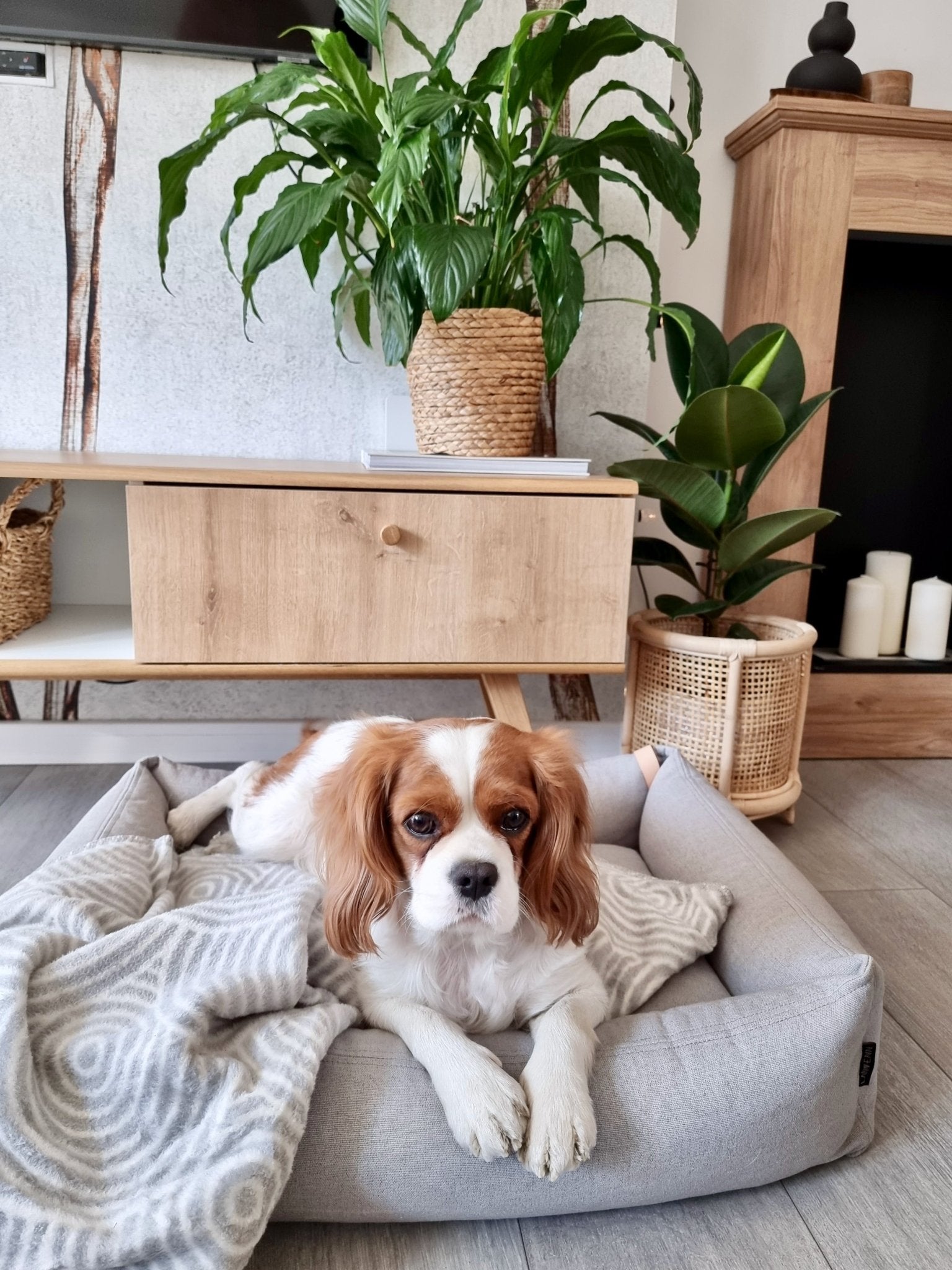 Shapes | Couverture design graphique en coton pour chien et chat - Jean - Poil - Otsa