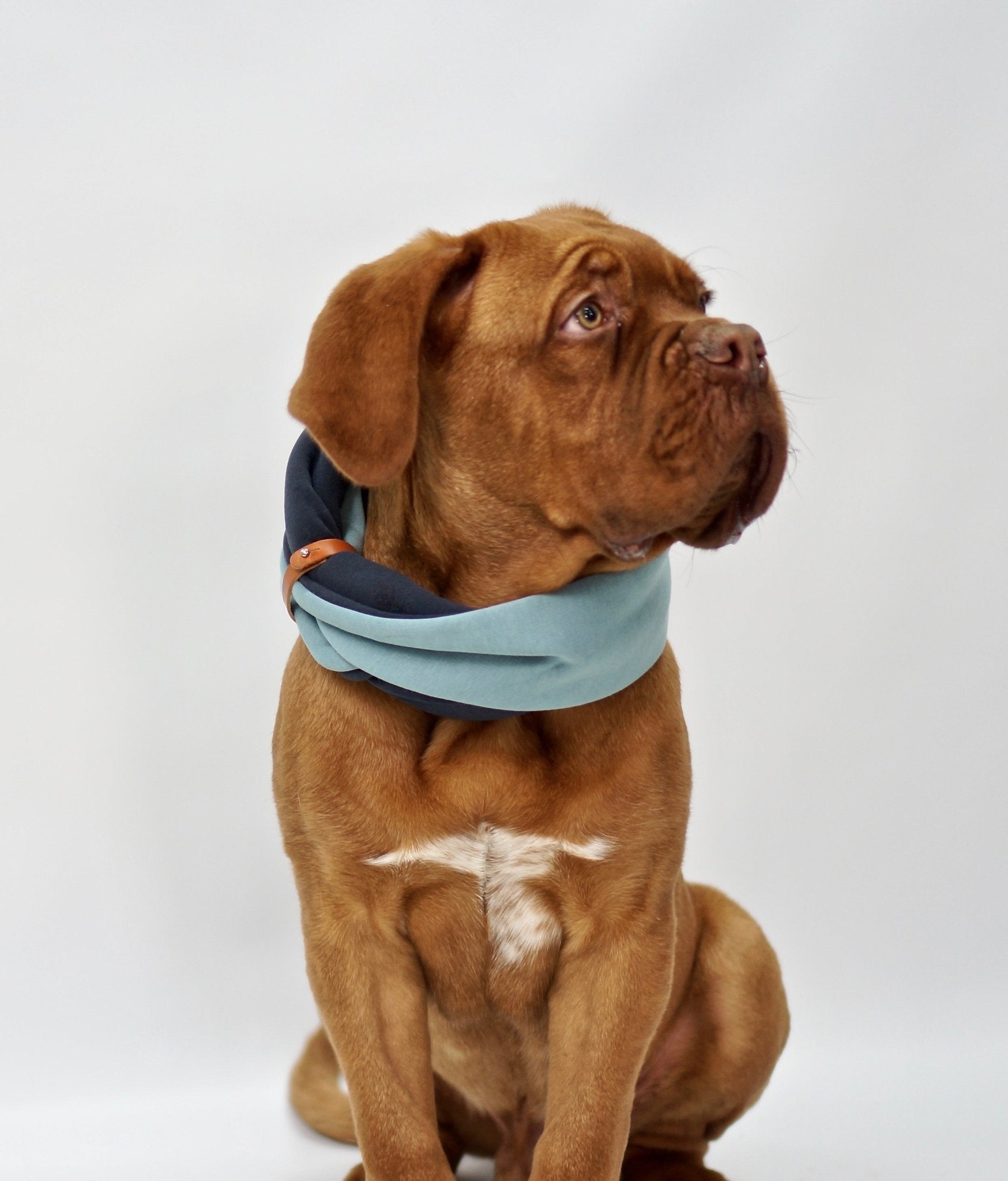SIMO| Cache - cou double pour chien - Jean - Poil - Bleu clair