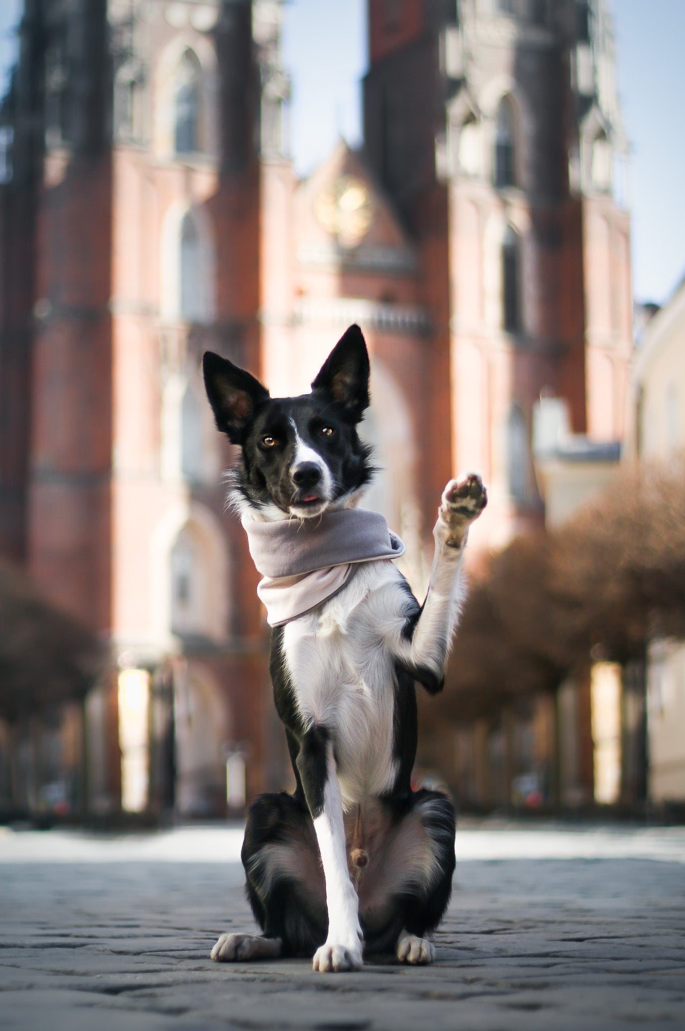SIMO| Cache - cou double pour chien - Jean - Poil - Bleu clair