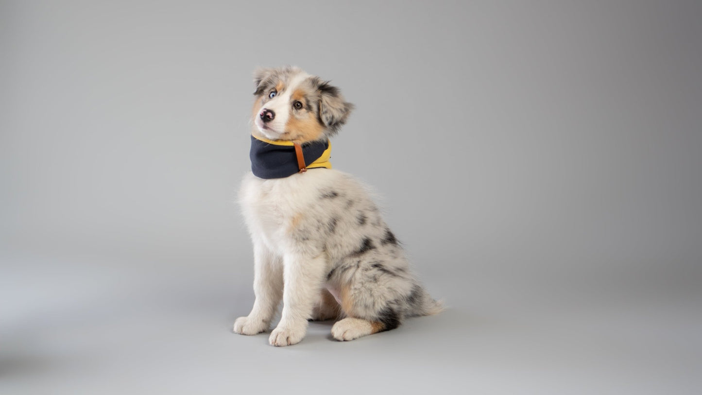 SIMO| Cache - cou double pour chien - Jean - Poil - Bleu clair