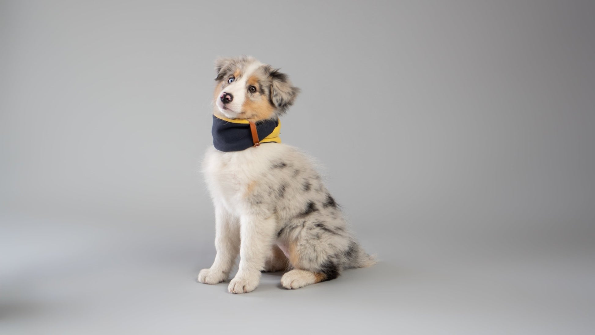 SIMO| Cache - cou double pour chien - Jean - Poil - Bleu clair