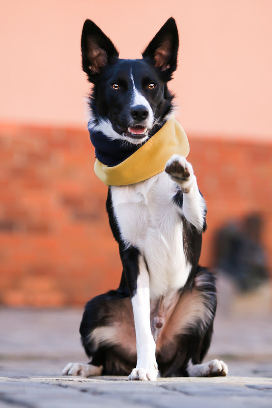 SIMO| Cache - cou double pour chien - Jean - Poil - Bleu clair
