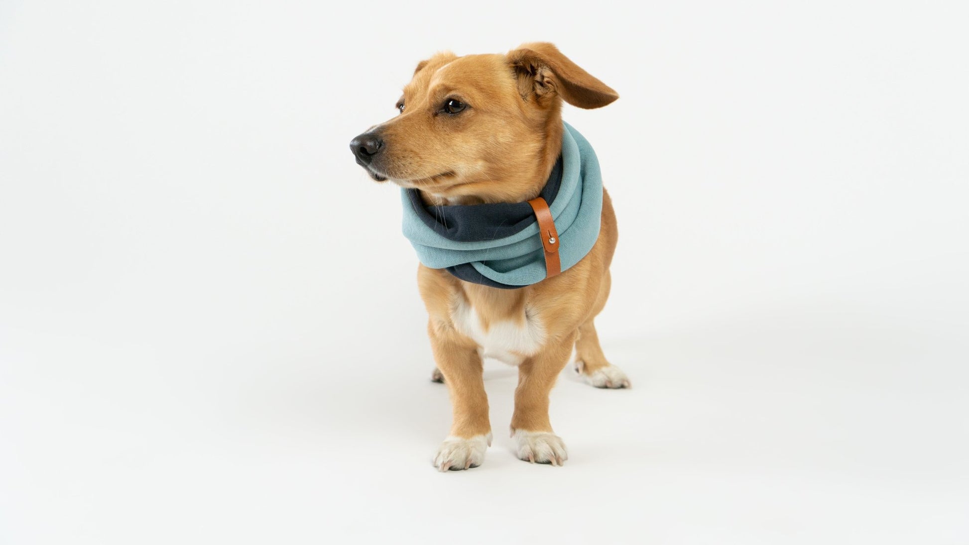 SIMO| Cache - cou double pour chien - Jean - Poil - Bleu clair
