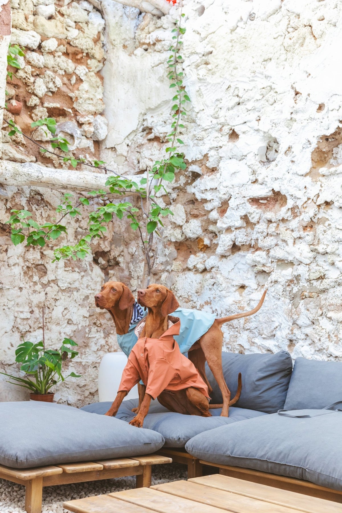 Simon | Imperméable léger pour chien – Protection pluie mi - saison, fait main - Jean - Poil