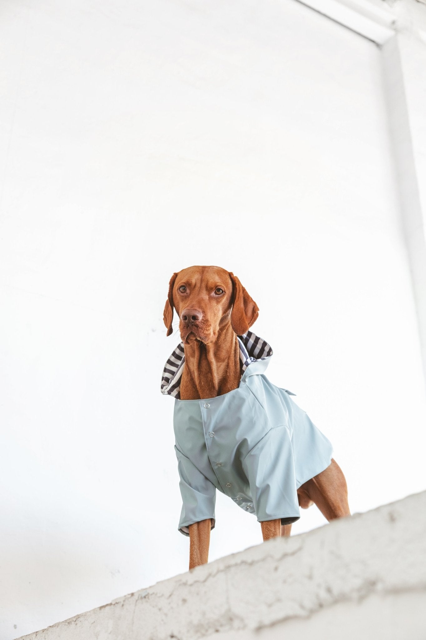 Simon | Imperméable léger pour chien – Protection pluie mi - saison, fait main - Jean - Poil
