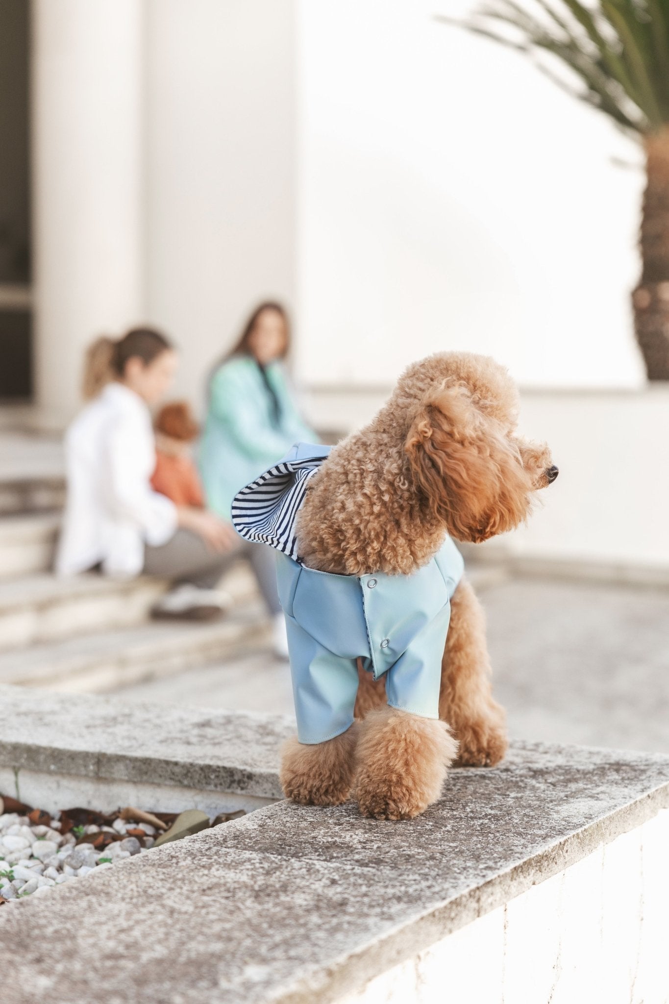 Simon | Imperméable léger pour chien – Protection pluie mi - saison, fait main - Jean - Poil