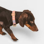 Sintra | Collier pour chien à rayures orange, fait main - Jean-Poil - 2XS