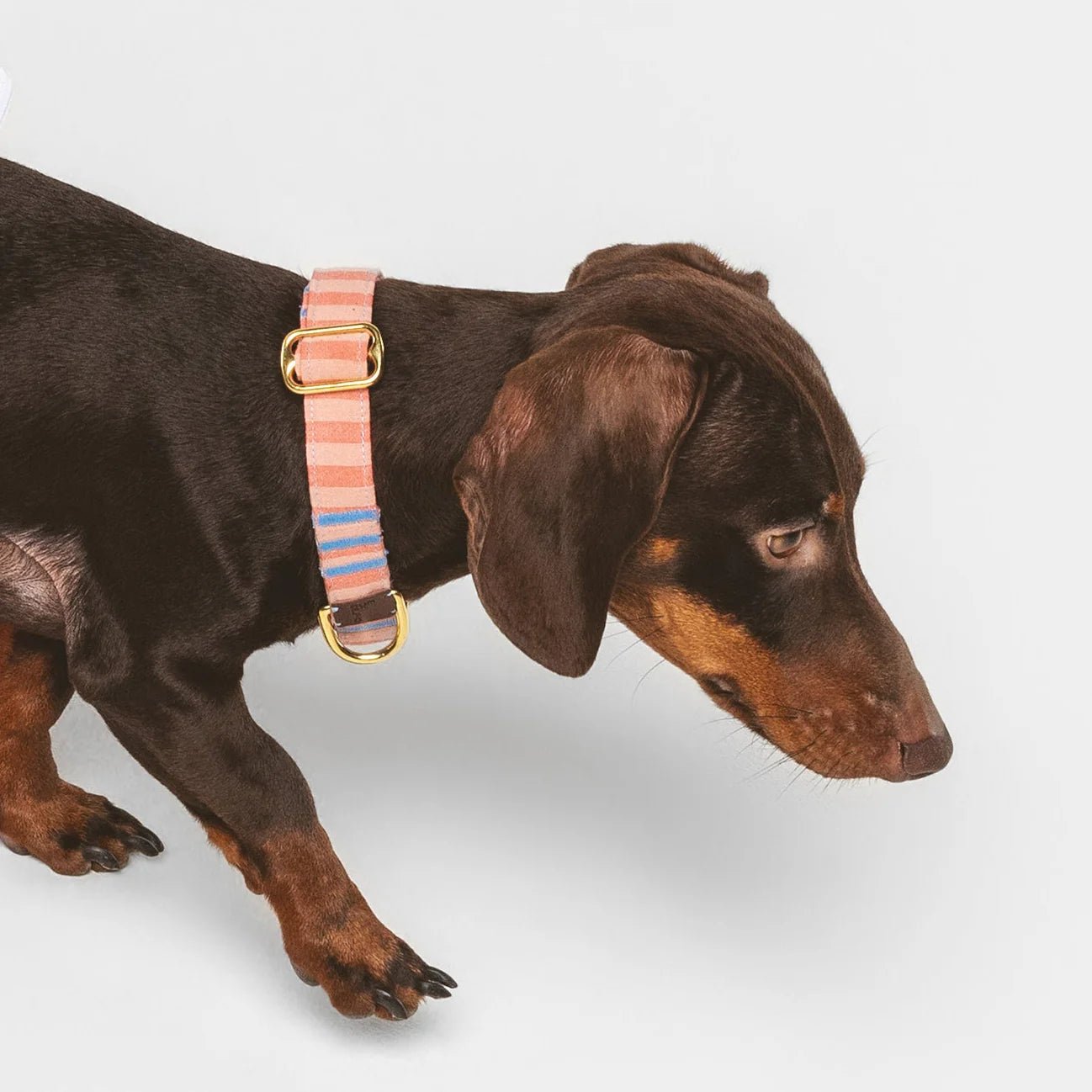 Sintra | Collier pour chien à rayures orange, fait main - Jean-Poil - 2XS