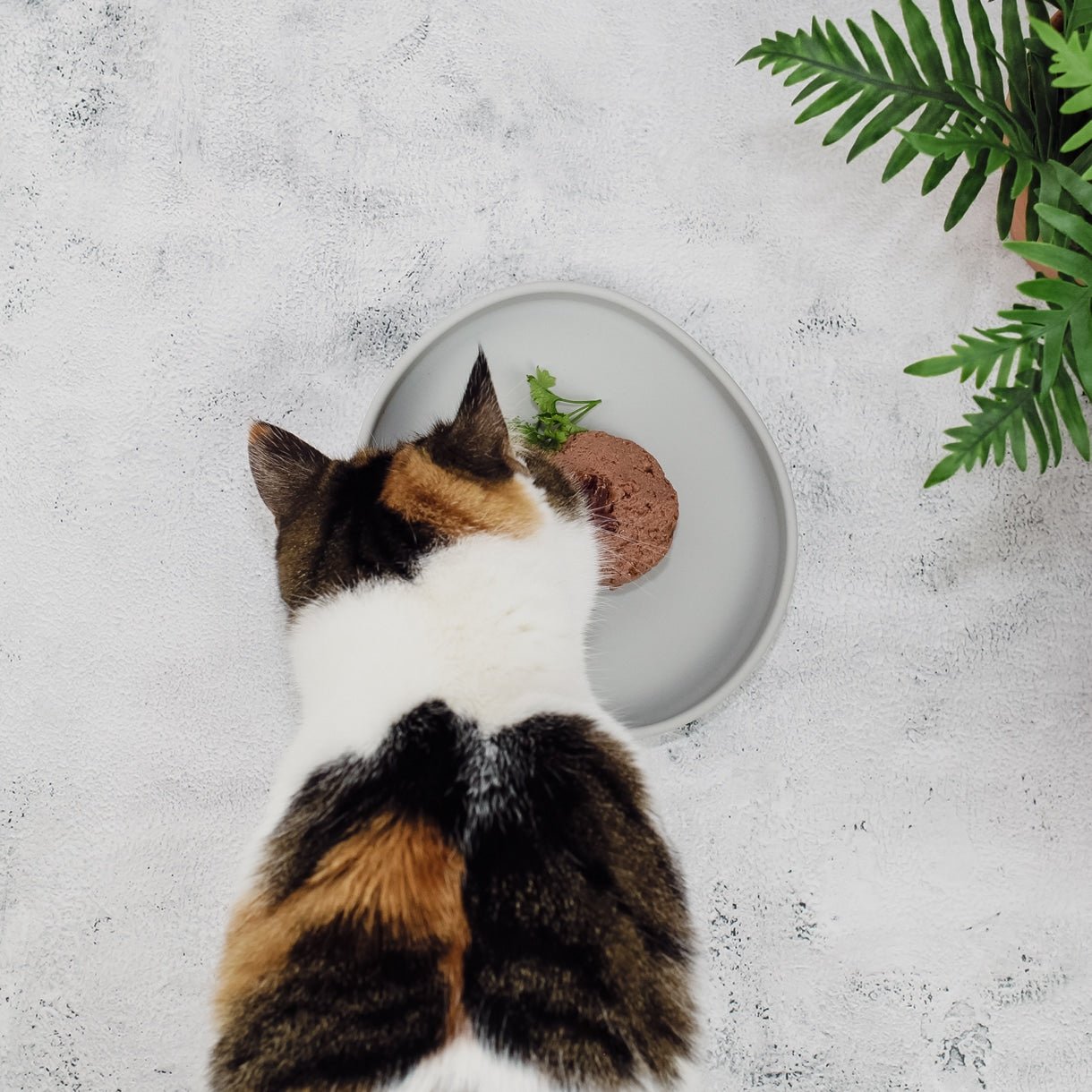 Smooth | Gamelle silicone anti - stress des moustaches pour chat - Jean - Poil - Bleu clair