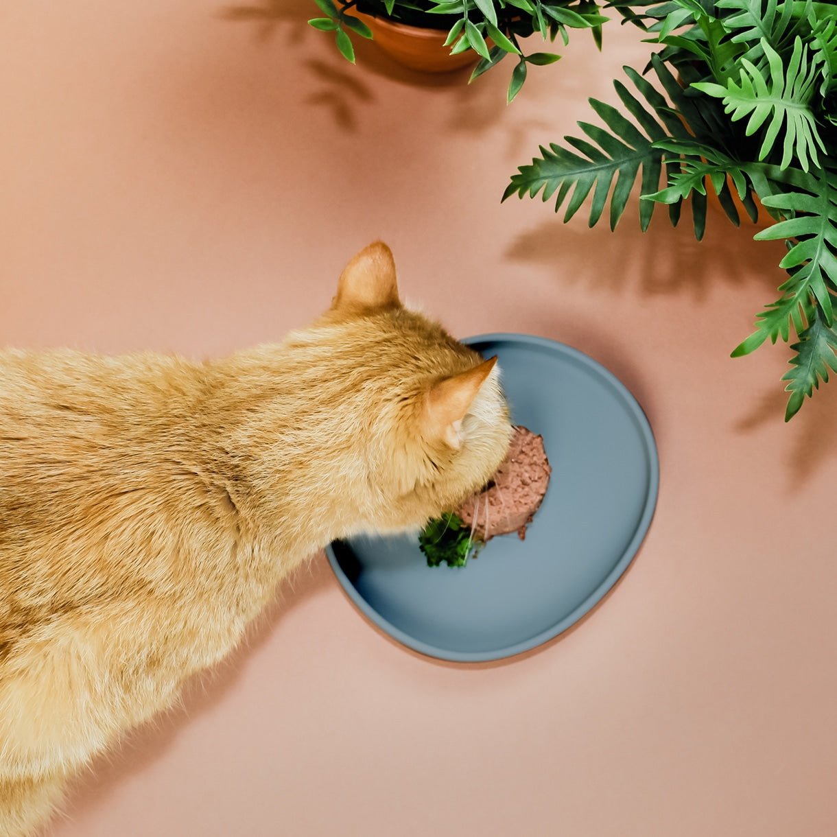 Smooth | Gamelle silicone anti - stress des moustaches pour chat - Jean - Poil - Bleu clair