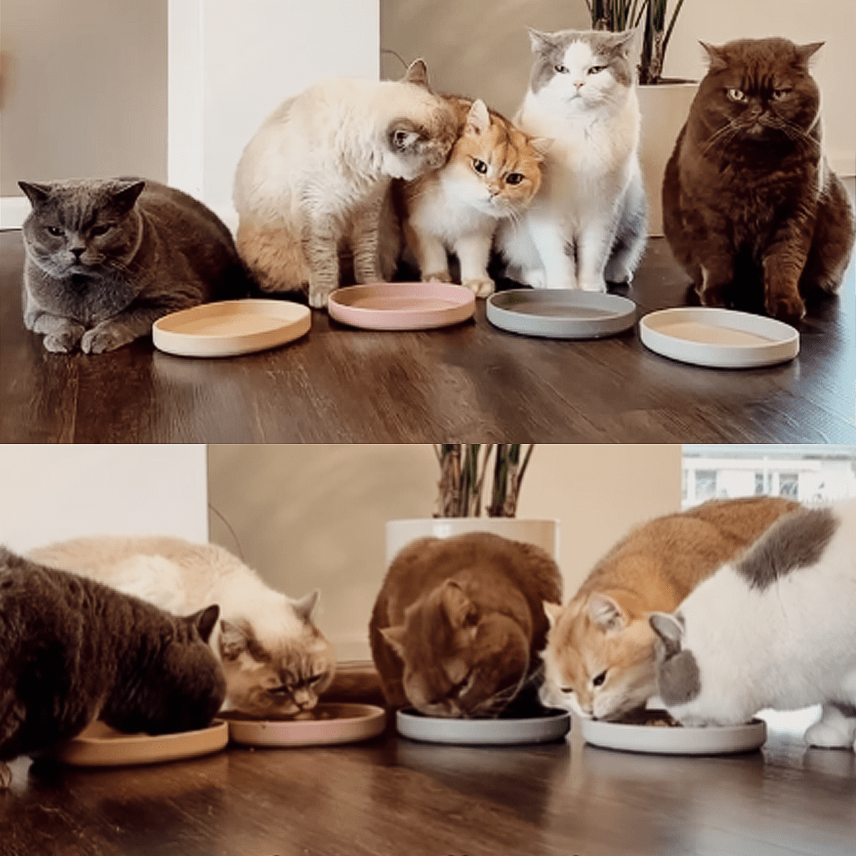 Smooth | Gamelle silicone anti - stress des moustaches pour chat - Jean - Poil - Bleu clair