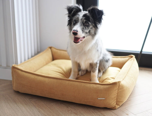 Strippo | Panier pour chien en velours côtelé, bords hauts et housse lavable - Jean - Poil - Jaune