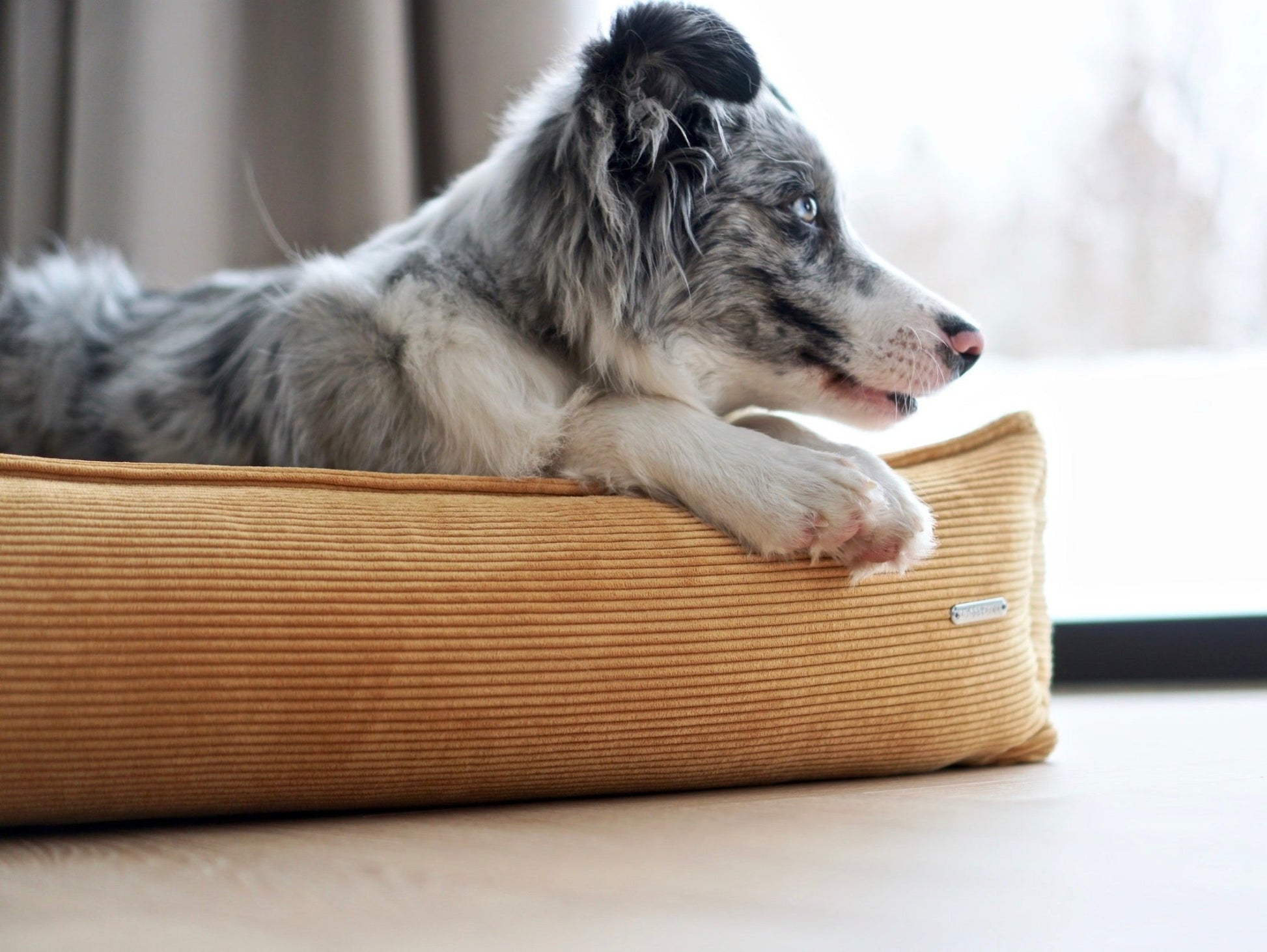 Strippo | Panier pour chien en velours côtelé, bords hauts et housse lavable - Jean - Poil - Jaune