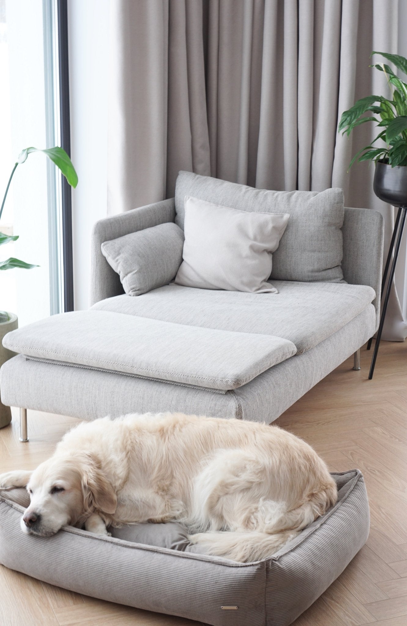 Strippo | Panier pour chien en velours côtelé, bords hauts et housse lavable - Jean - Poil - Jaune