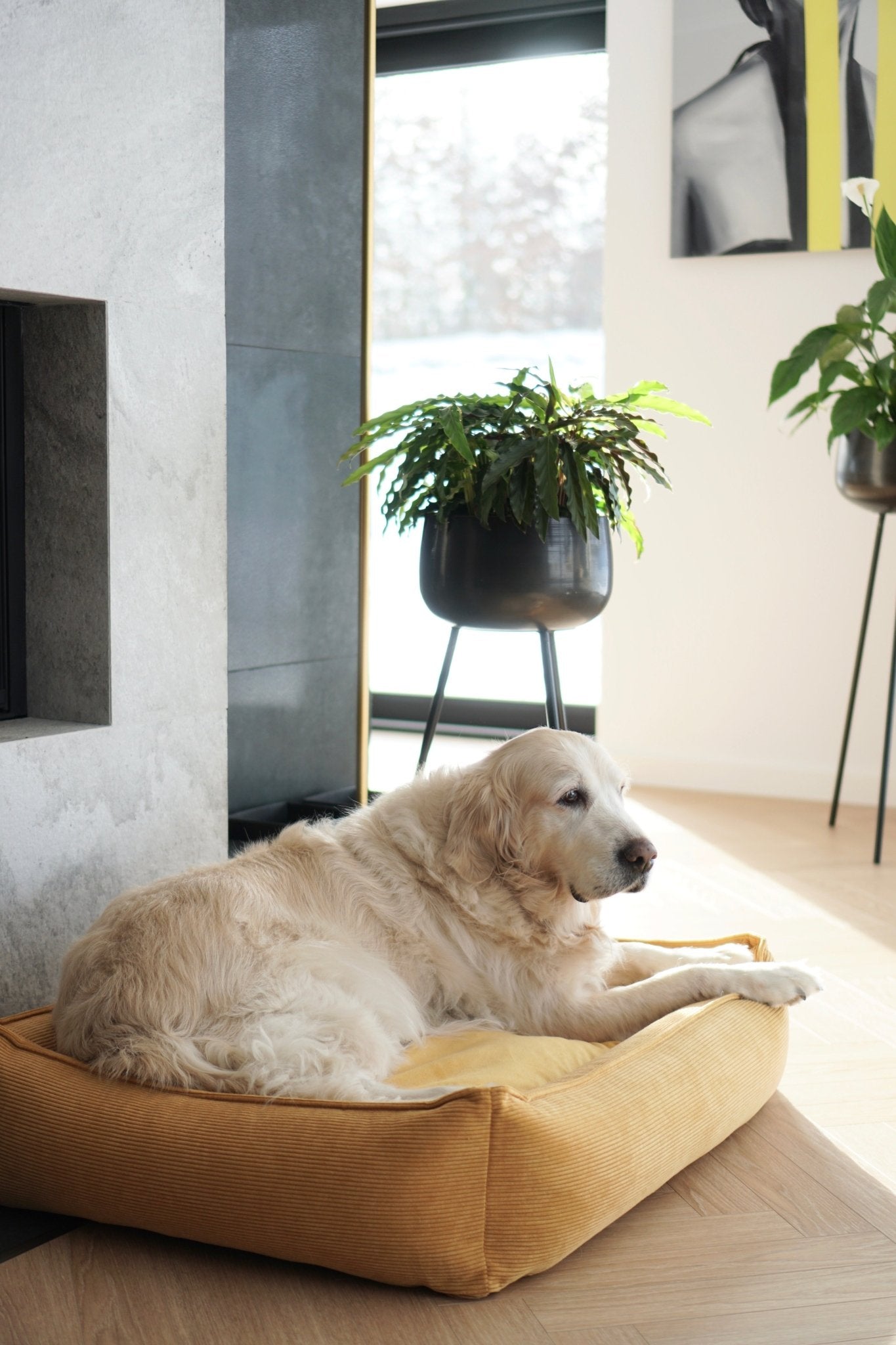 Strippo | Panier pour chien en velours côtelé, bords hauts et housse lavable - Jean - Poil - Jaune