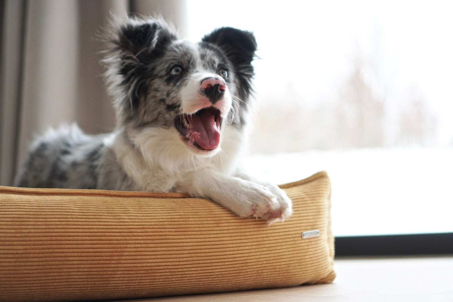 Strippo | Panier pour chien en velours côtelé, bords hauts et housse lavable - Jean - Poil - Jaune