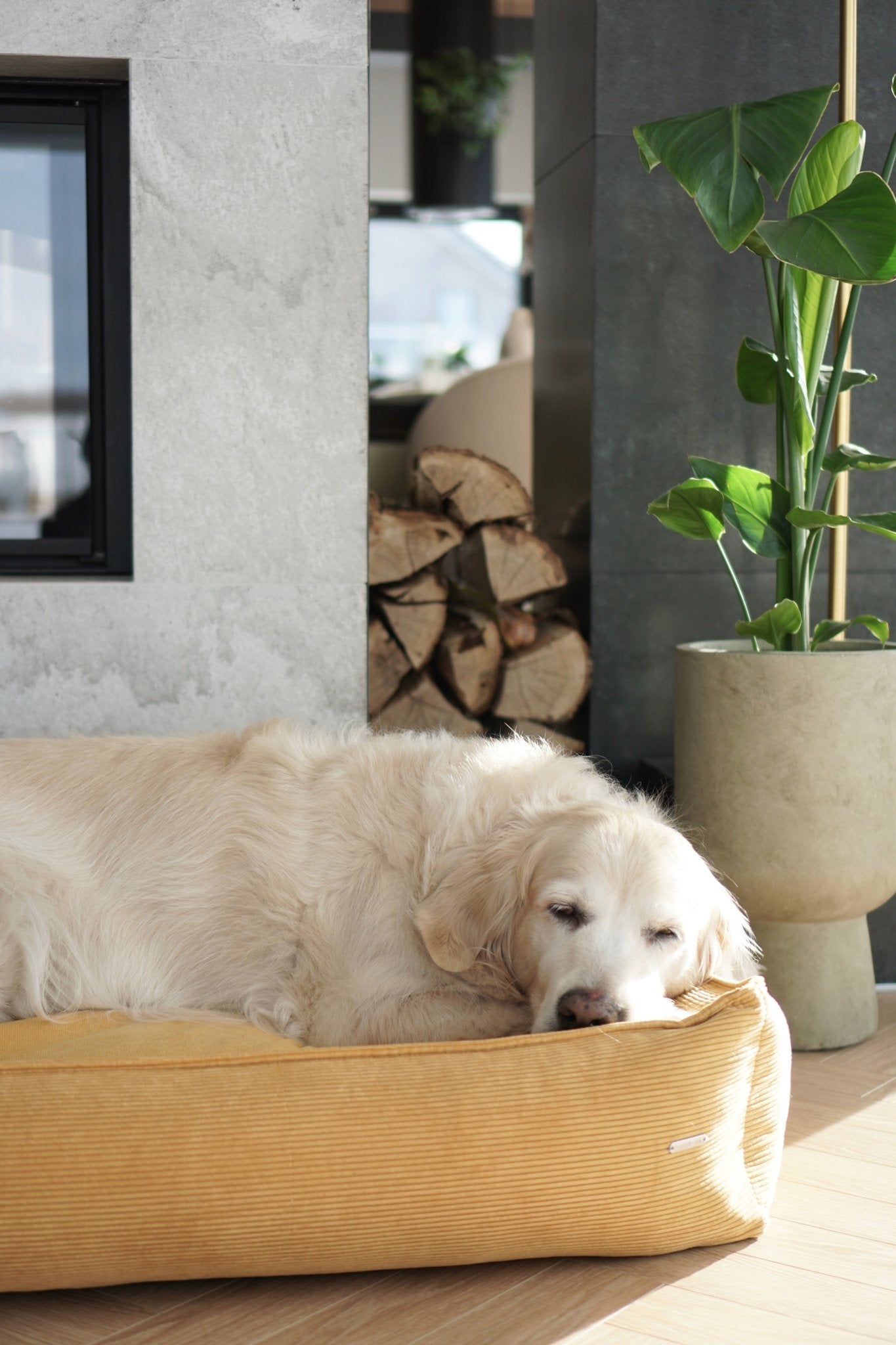 Strippo | Panier pour chien en velours côtelé, bords hauts et housse lavable - Jean - Poil - Jaune