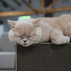 Table | Meuble à griffer en carton recyclé pour chat - Jean - Poil - Noir