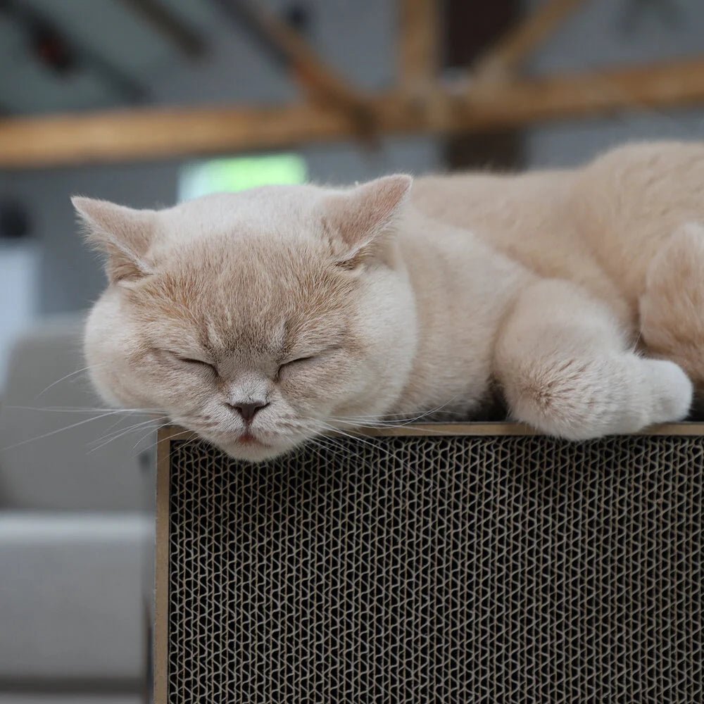 Table | Meuble à griffer en carton recyclé pour chat - Jean - Poil - Noir