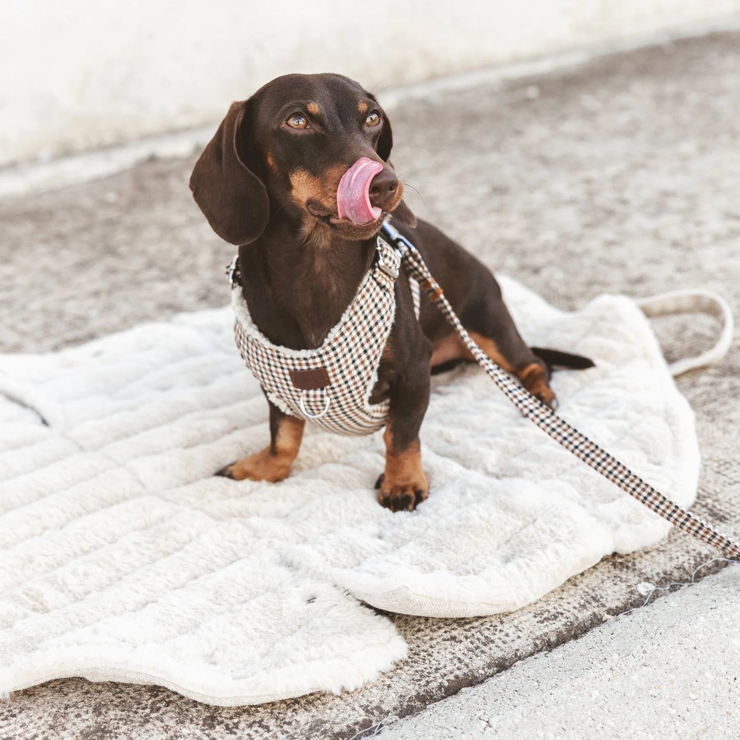Tahoe | Sac de transport & lit nomade pour chien - Jean-Poil -