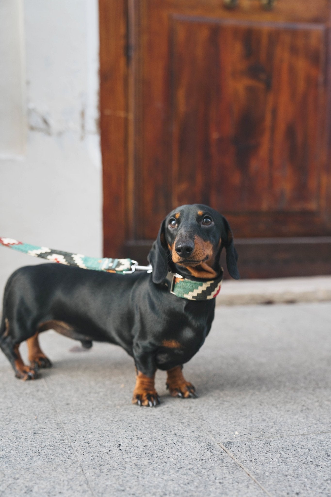 Telmo | Laisse pour chien motif graphique , ville & multipositions, fait main - Jean - Poil - Vert océan