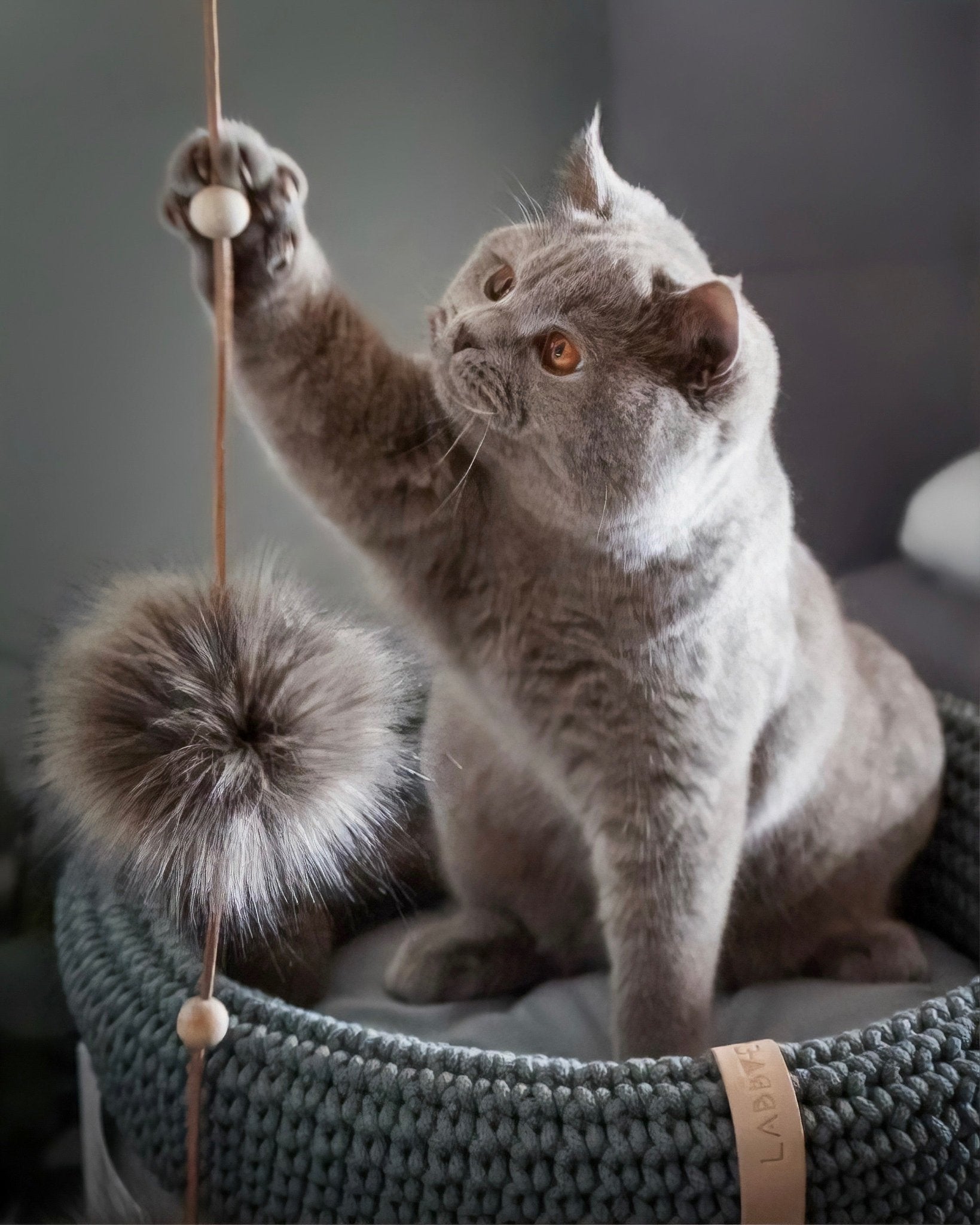 Tollo | Jouet design pour chat en cuir et boules - Jean - Poil - Gris