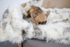 Tösse | Couverture double face douce et chaude pour chien - Jean - Poil - S