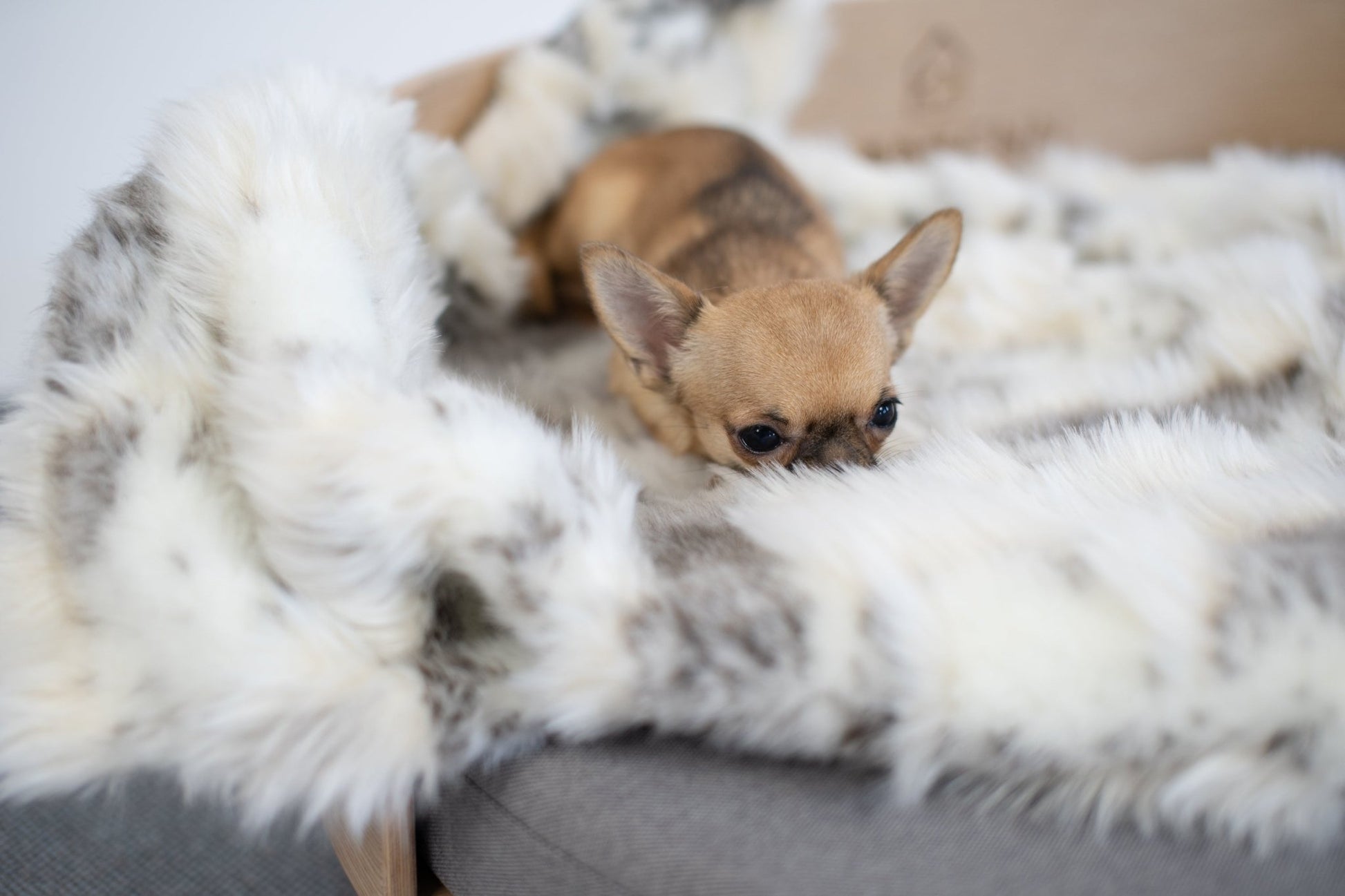Tösse | Couverture double face douce et chaude pour chien - Jean - Poil - S