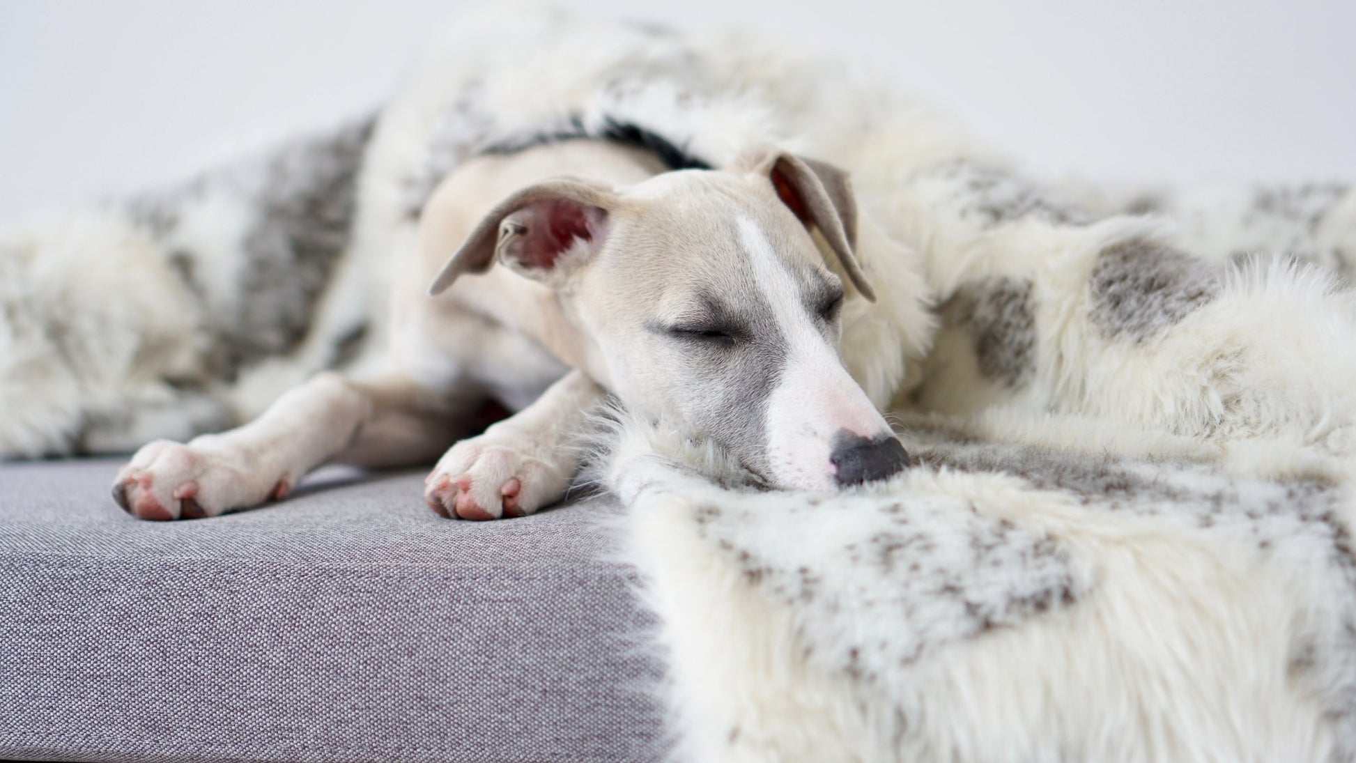 Tösse | Couverture double face douce et chaude pour chien - Jean - Poil - S