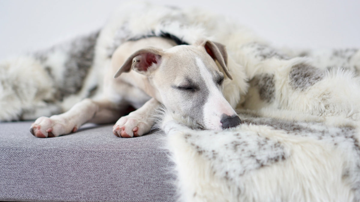 Tösse | Couverture double face douce et chaude pour chien - Jean - Poil - S