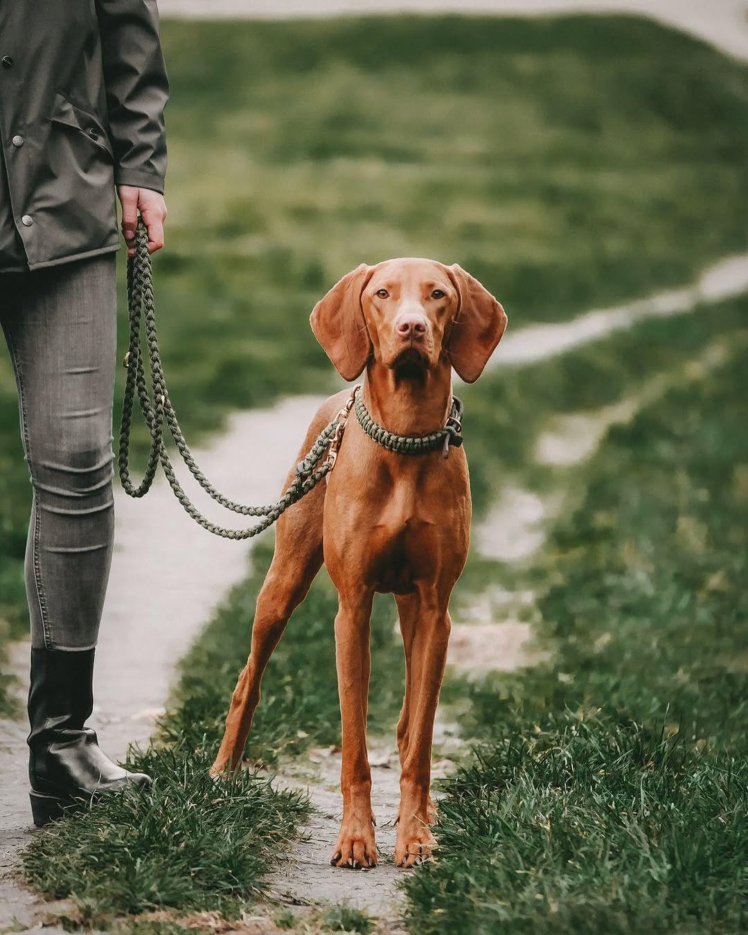 Touch | Collier pour chien en corde et cuir – Finition laiton ou acier (9 coloris) - Jean - Poil - Vert