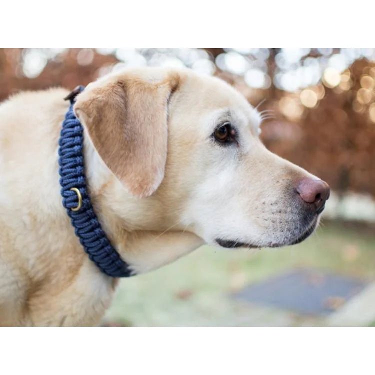 Touch | Collier pour chien en corde et cuir – Finition laiton ou acier (9 coloris) - Jean - Poil - Vert