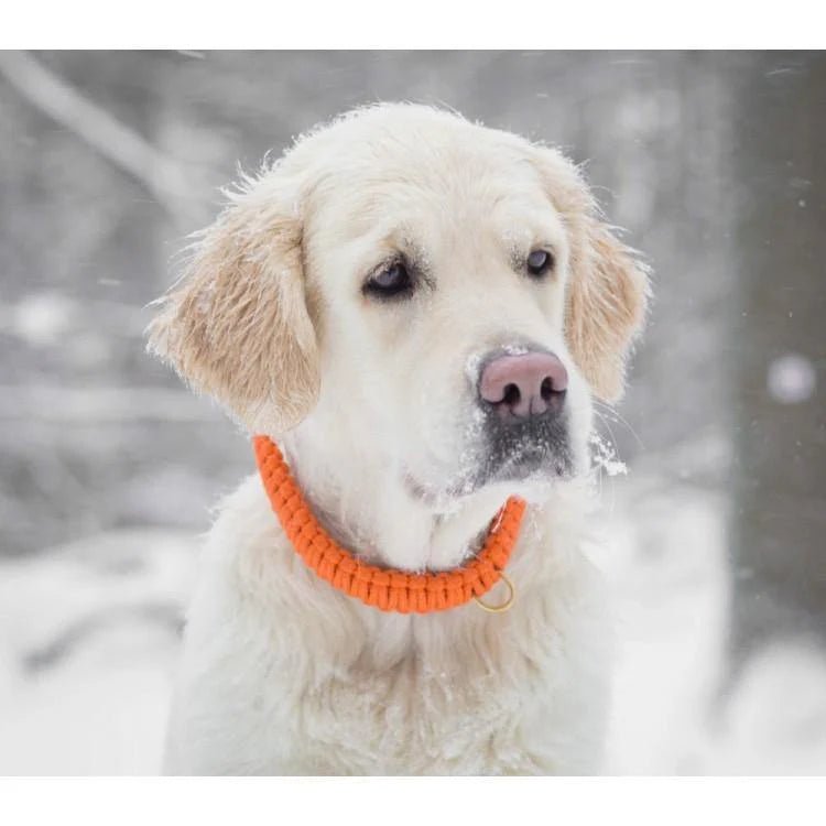 Touch | Collier pour chien en corde et cuir – Finition laiton ou acier (9 coloris) - Jean - Poil - Orange