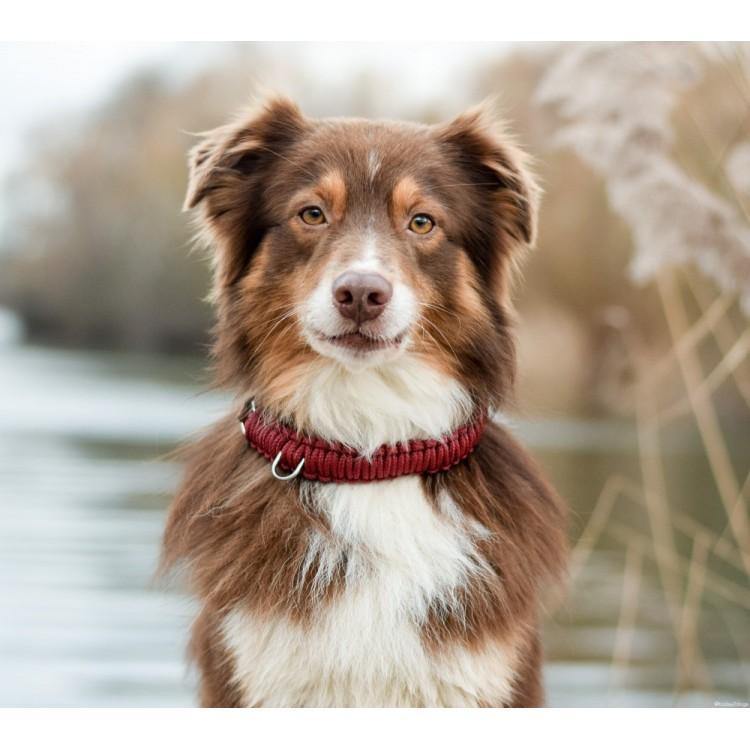 Touch | Collier pour chien en corde et cuir – Finition laiton ou acier (9 coloris) - Jean - Poil - Bordeaux