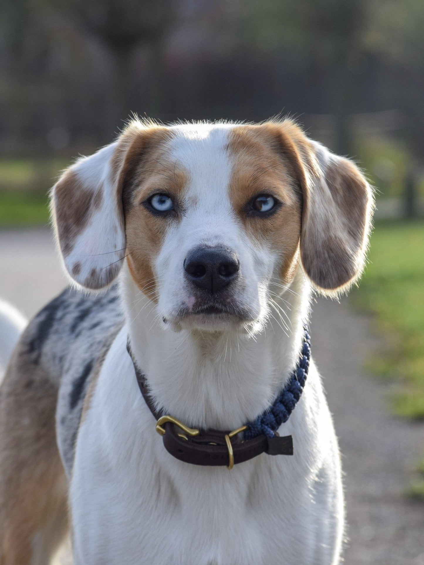 Touch | Collier pour chien en corde et cuir – Finition laiton ou acier (9 coloris) - Jean - Poil - Vert