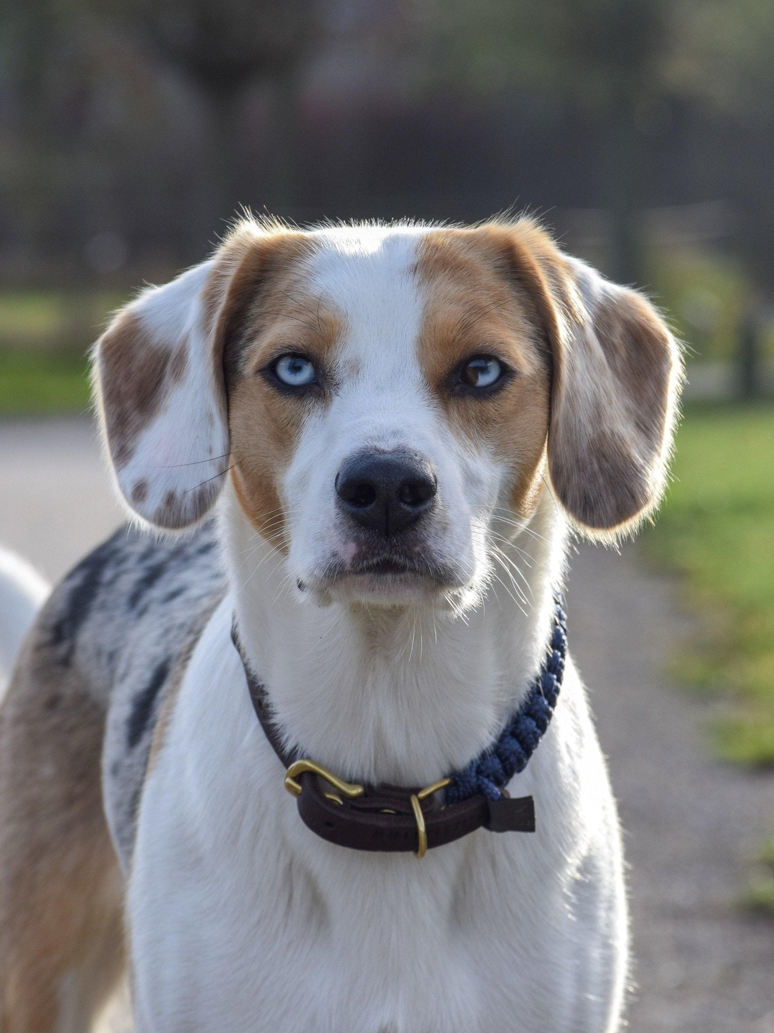 Touch | Collier pour chien en corde et cuir – Finition laiton ou acier (9 coloris) - Jean - Poil - Vert