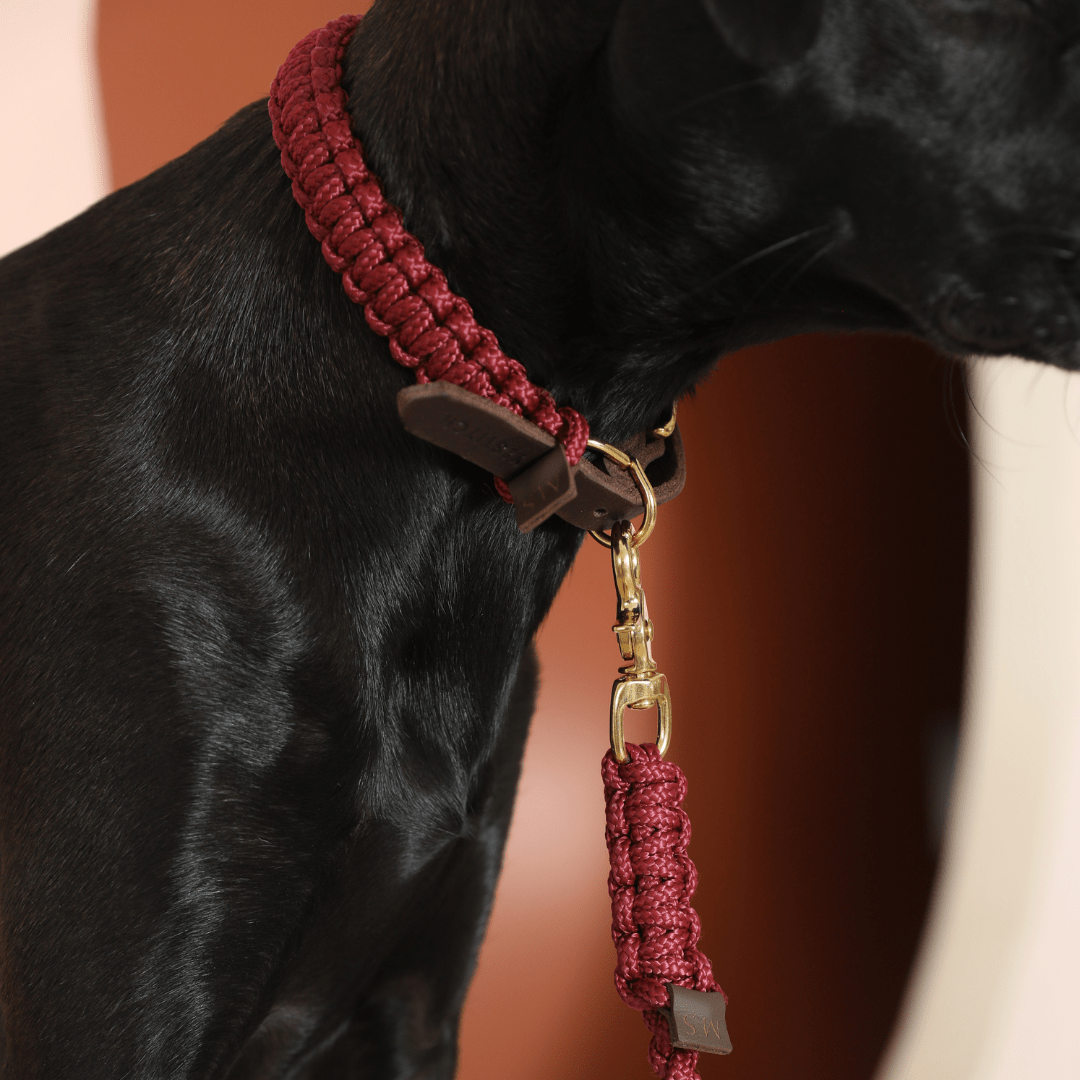 Touch | Laisse pour chien en corde et cuir – Finition laiton ou acier (9 coloris) - Jean - Poil - Vert