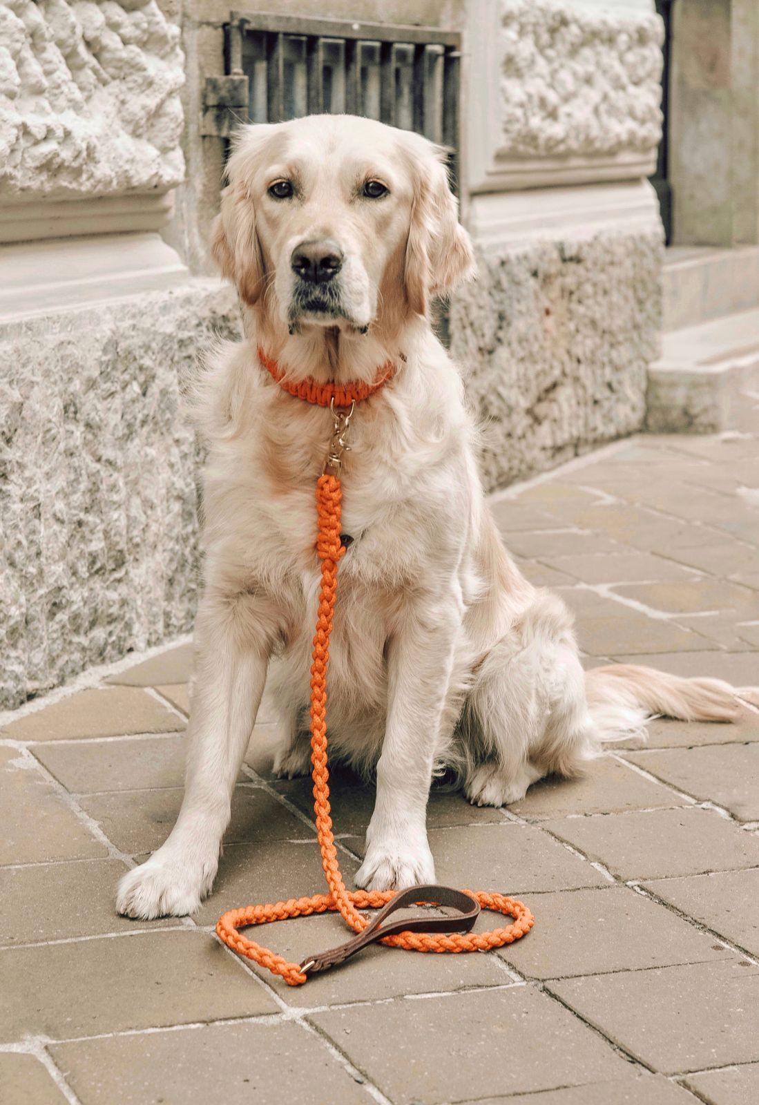 Touch | Laisse pour chien en corde et cuir – Finition laiton ou acier (9 coloris) - Jean - Poil - Vert