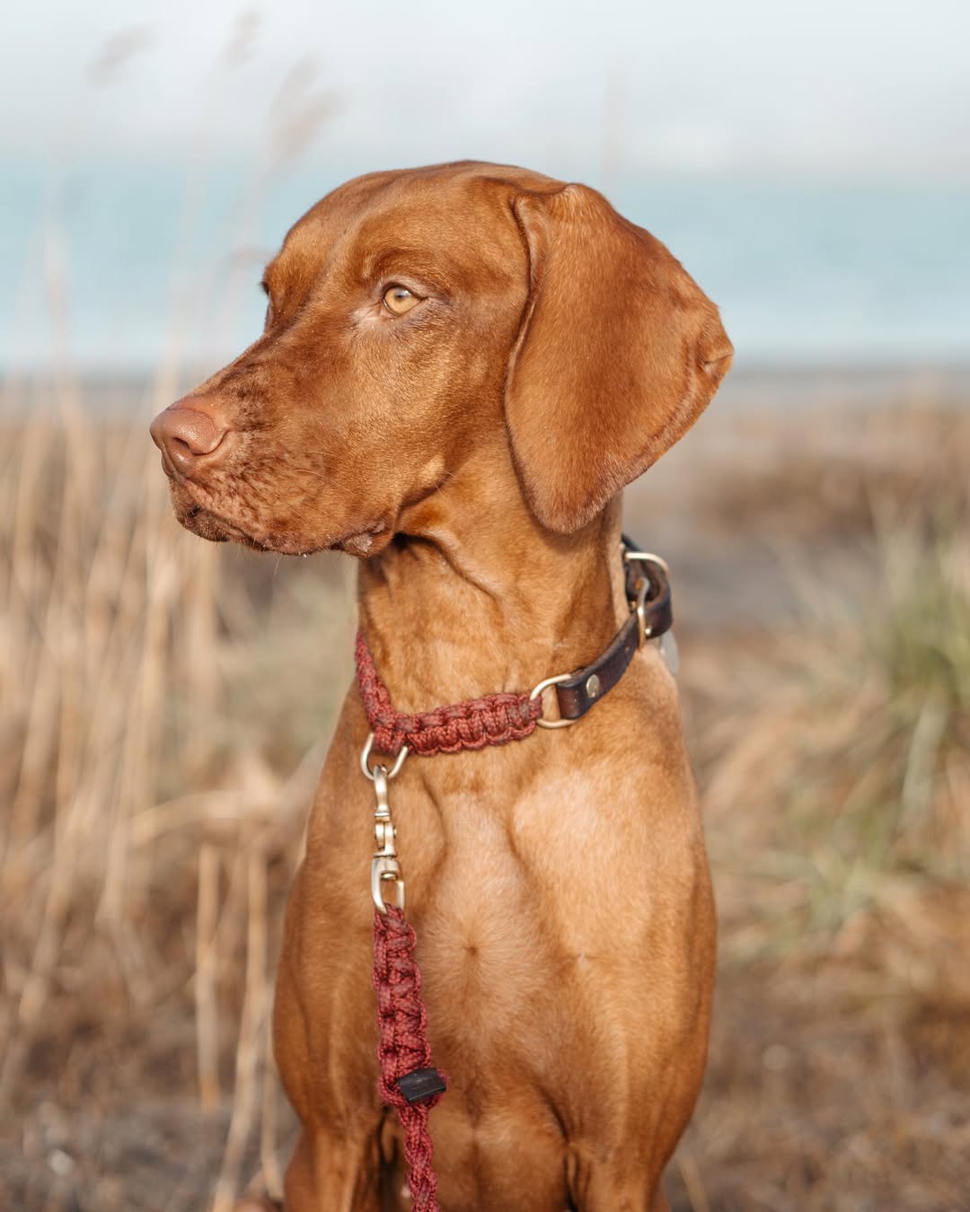 Touch | Laisse pour chien en corde et cuir – Finition laiton ou acier (9 coloris) - Jean - Poil -Bordeaux