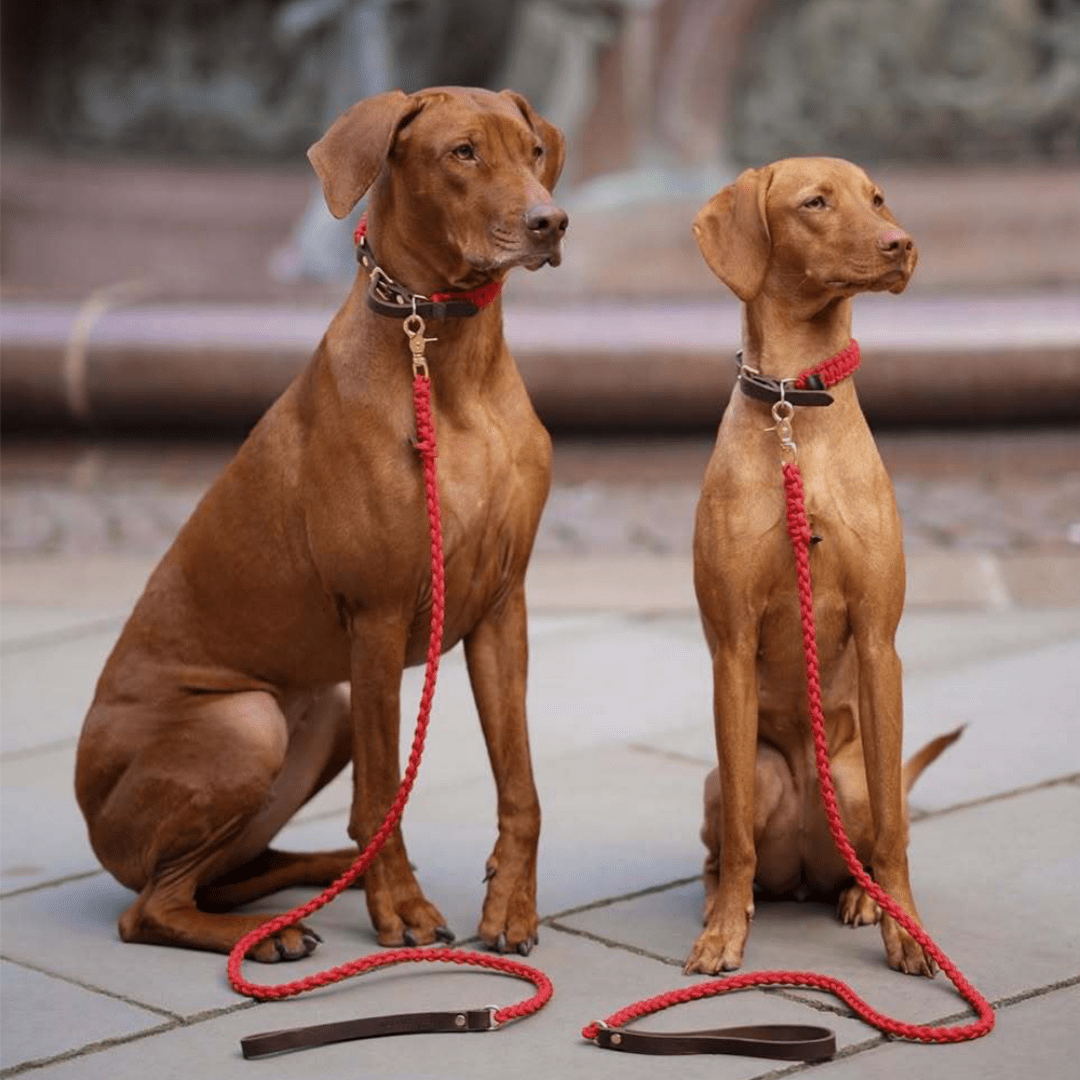 Touch | Laisse pour chien en corde et cuir – Finition laiton ou acier (9 coloris) - Jean - Poil - Vert