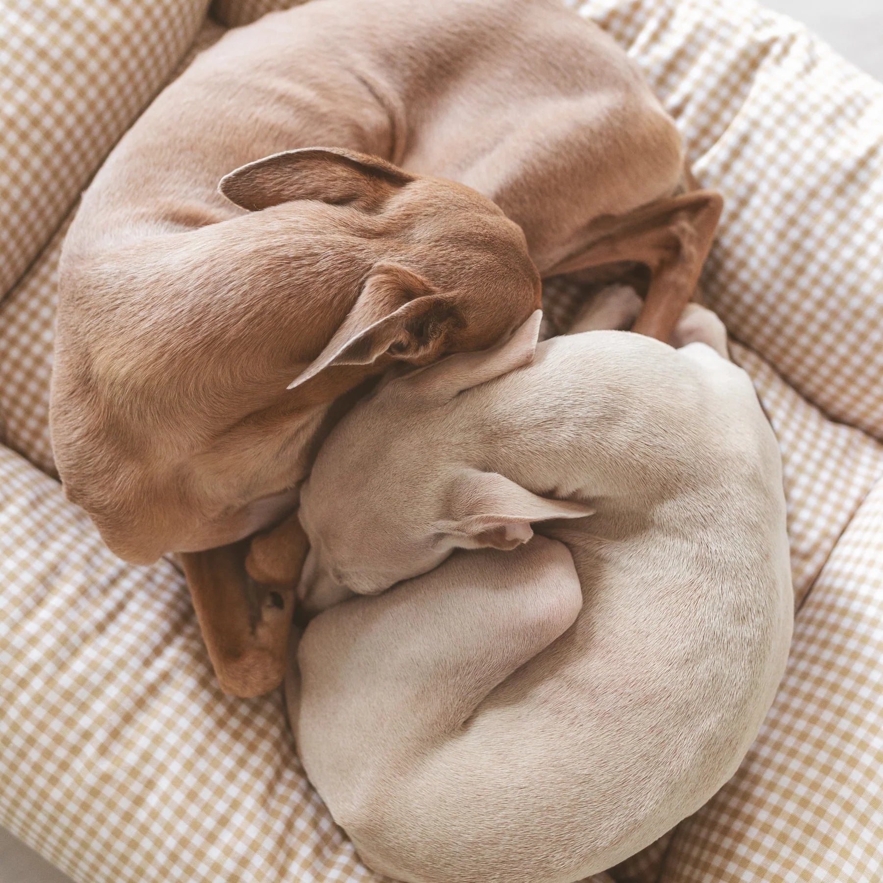 Vichy | Panier déhoussable pour chien vichy noir ou beige - Jean - Poil - Beige